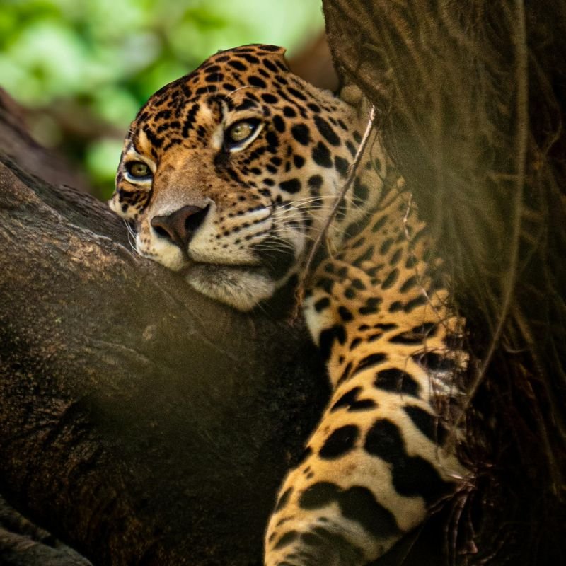 Amazonas