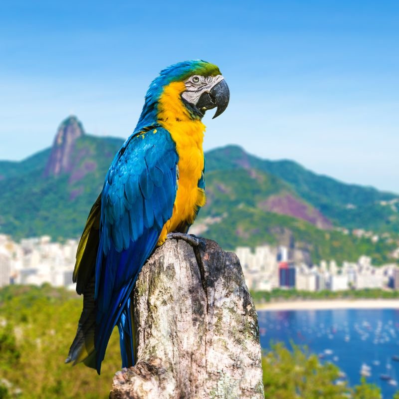 Descubra o Brasil